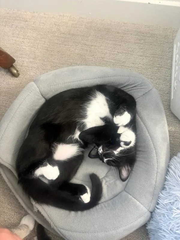 A baby small-sized male Domestic Short Hair cat named Sergeant for adoption in Bonsall, CA