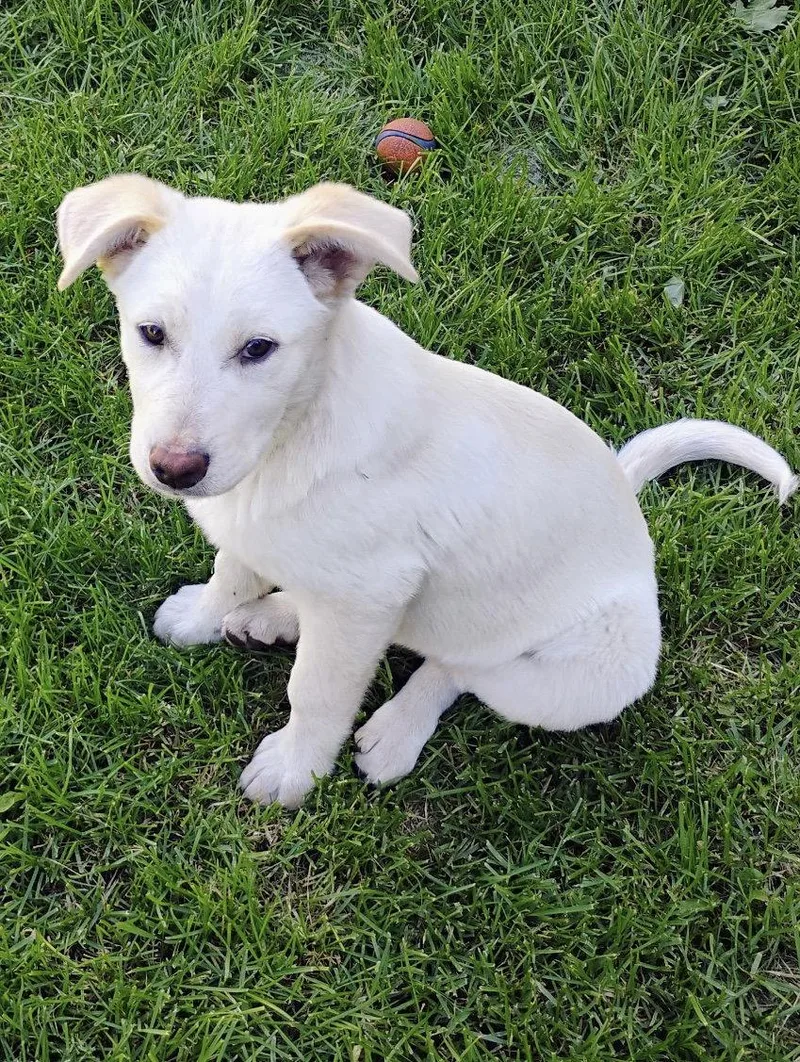 A baby medium-sized female Shepherd dog named Sparkles for adoption in Polson, MT