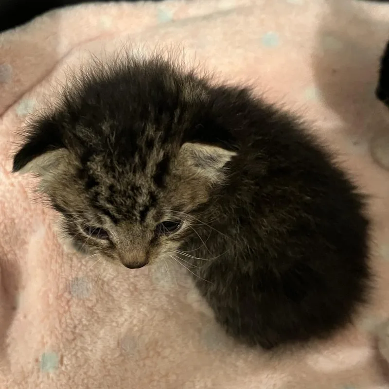 A baby small-sized male Domestic Short Hair cat named Frenchie for adoption in Cumming, GA