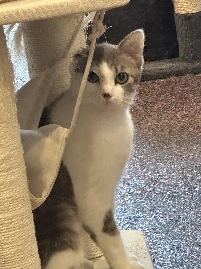 An adult medium-sized female Gray & White Domestic Short Hair cat named Patsy for adoption in Farmington, MN