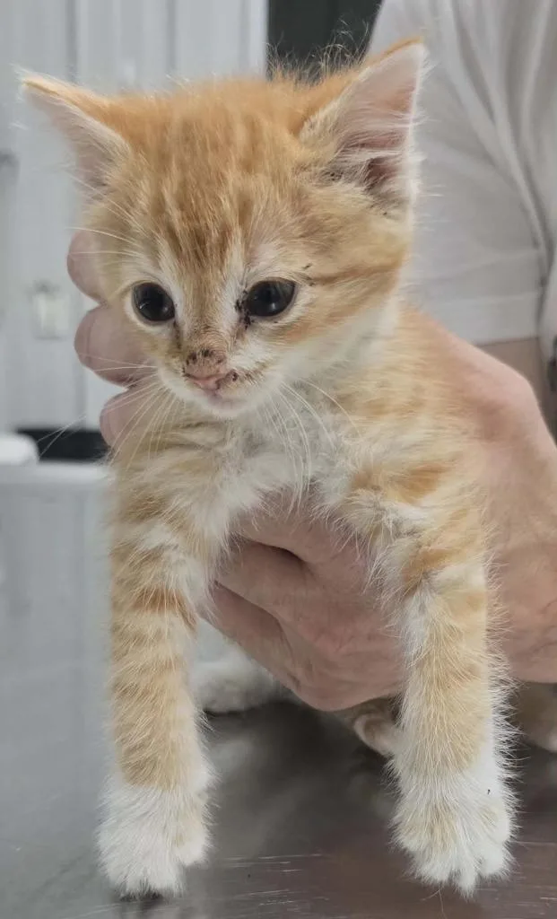 A baby small-sized male Domestic Short Hair cat named Dodson for adoption in Hillsdale, IN