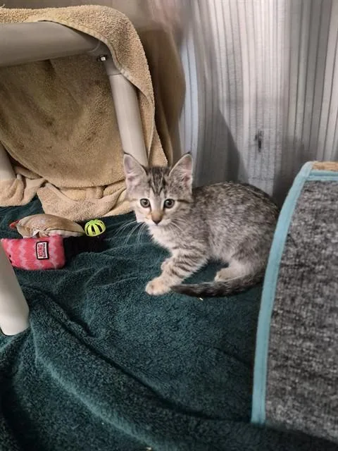 A baby medium-sized female Domestic Short Hair cat named Faith for adoption in Huntsville, AL