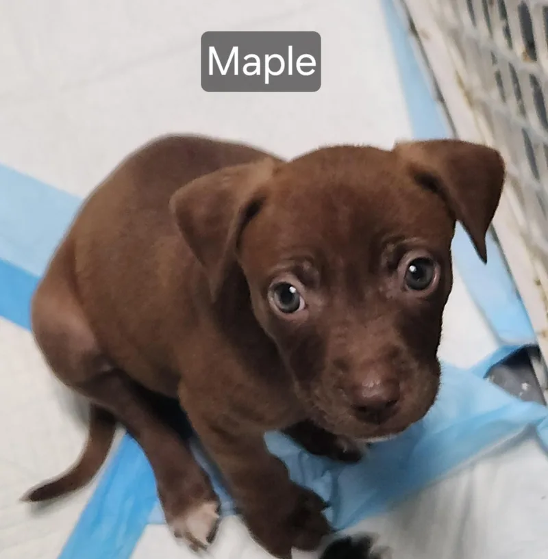A baby medium-sized female Terrier dog named Maple for adoption in Flintstone, GA