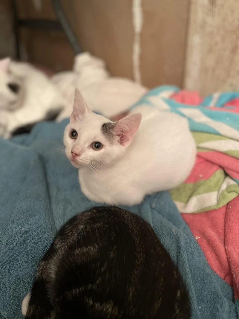 A baby medium-sized male Domestic Short Hair cat named Haku for adoption in Trenton, NJ