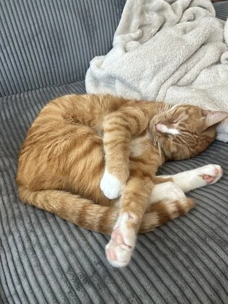 An adult medium-sized male Domestic Short Hair cat named Pumpkin for adoption in Ridgewood, NY