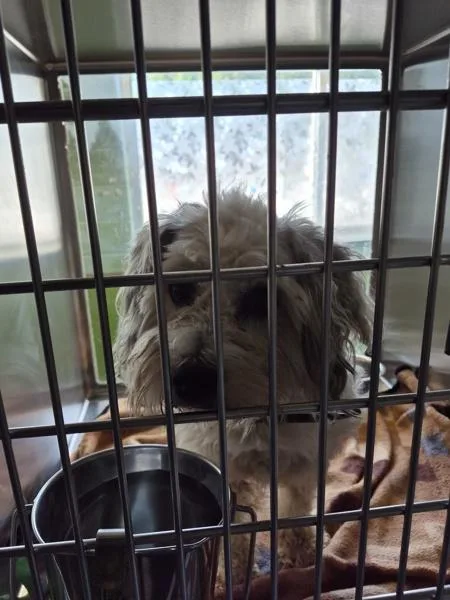 An adult small-sized male Schnauzer dog named Pen  Alf for adoption in Lawrenceville, GA