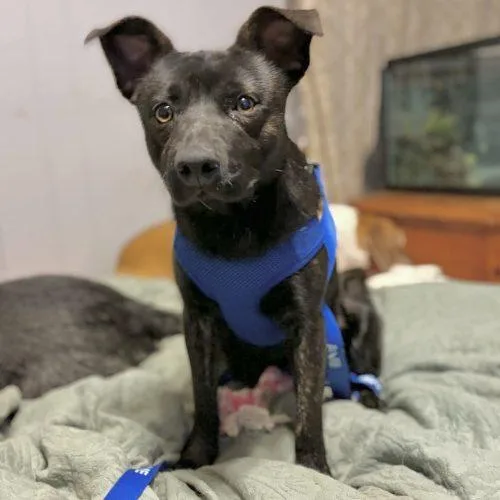 A young small-sized male Brindle Mixed Breed dog named Theodore for adoption in Georgetown, KY