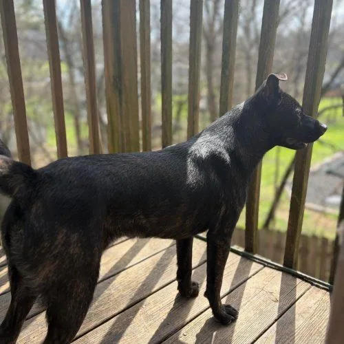 Theodore thumbnail 3