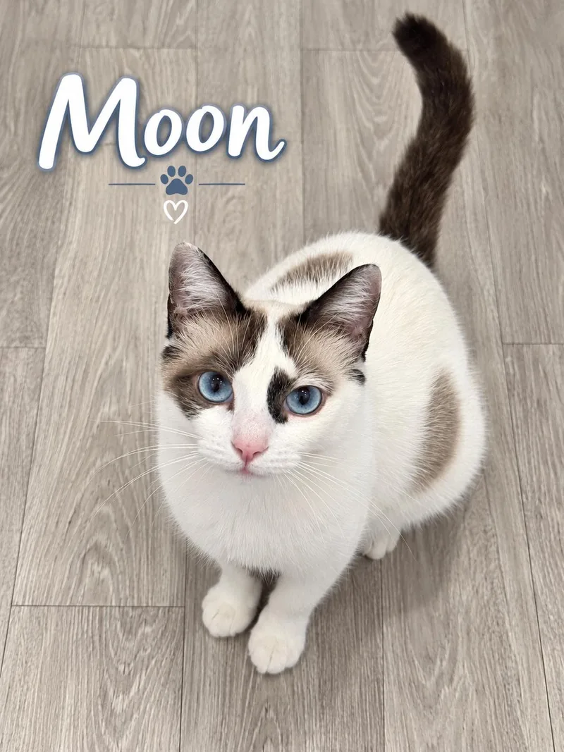 Moon