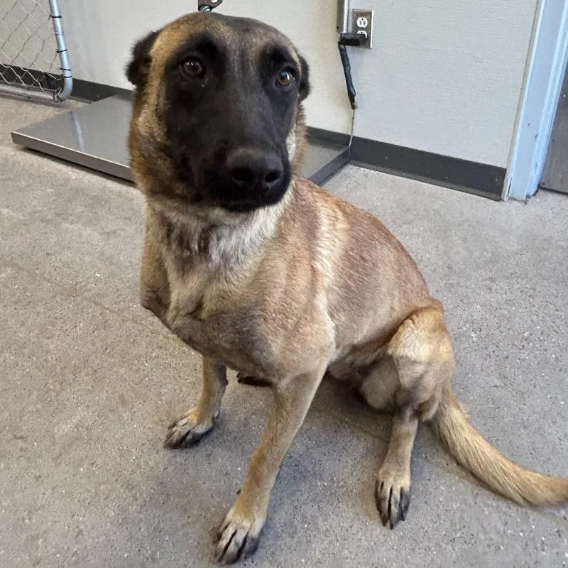 An adult medium-sized female Brown / Chocolate Mixed Breed dog named 111994 for adoption in Las Cruces, NM