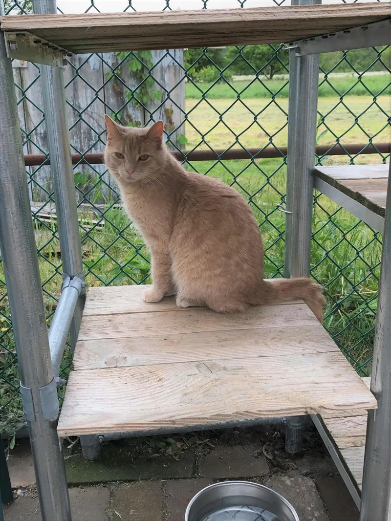 An adult medium-sized female Tabby cat named Butters for adoption in Apollo, PA