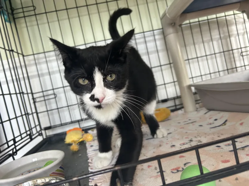 A baby small-sized male Black & White / Tuxedo Domestic Short Hair cat named Button for adoption in Cape May, NJ