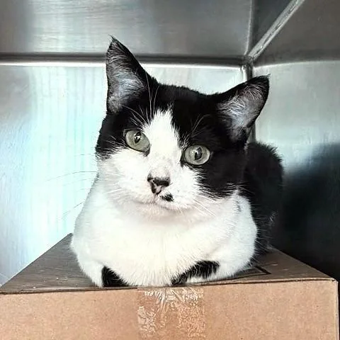 An adult medium-sized female Black & White / Tuxedo Domestic Short Hair cat named Kanga for adoption in Salt Lake City, UT