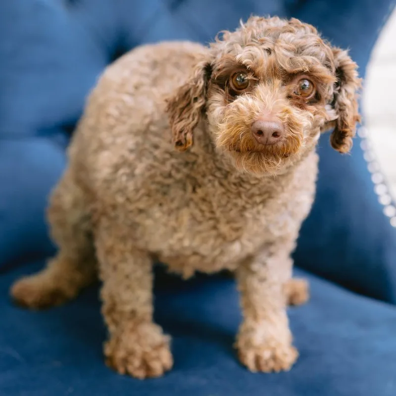 An adult small-sized female Miniature Poodle dog named Katie for adoption in Zionsville, IN