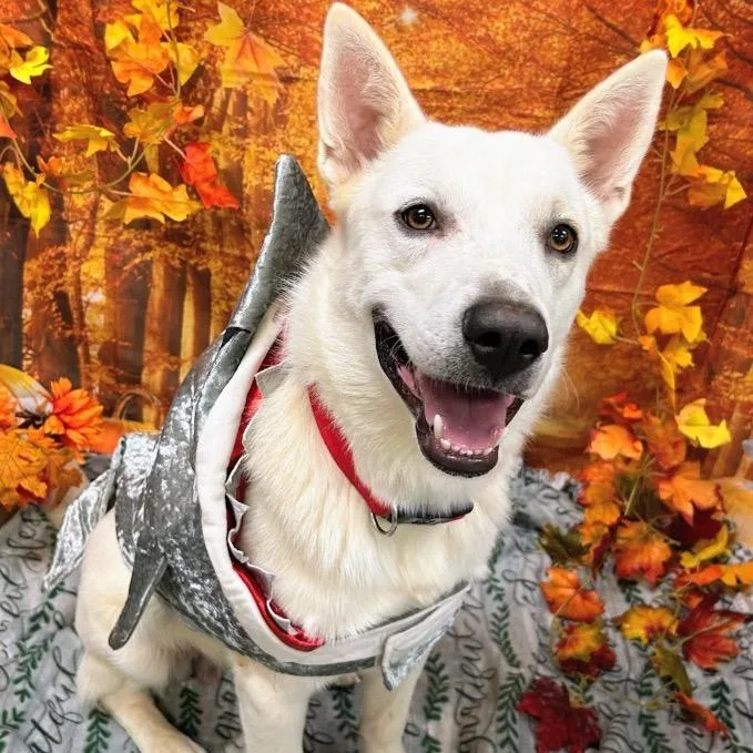 A young medium-sized male White German Shepherd dog named Bodhi for adoption in Wadena, MN
