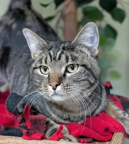 An adult medium-sized male Domestic Short Hair cat named Mac for adoption in Hastings, NE