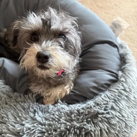 A young small-sized female Schnauzer dog named Lola for adoption in Cherry Hill, NJ