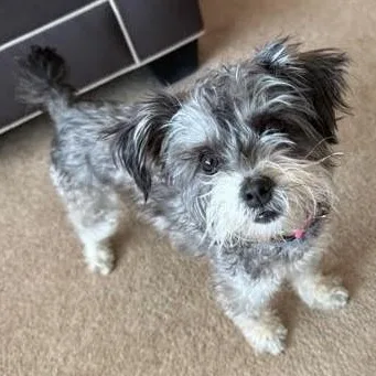 Lola thumbnail 2