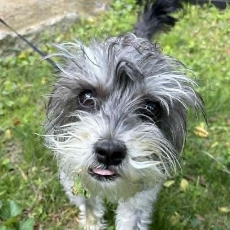 Lola thumbnail 3