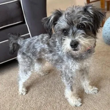 Lola thumbnail 4