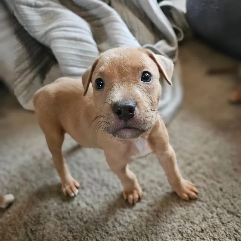 A baby small-sized male Brown / Chocolate American Staffordshire Terrier dog named Piglet for adoption in Jasper, IN