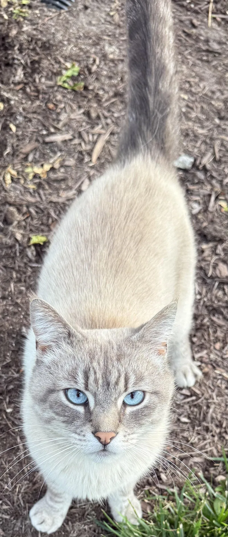 An adult medium-sized male Siamese cat named Aspen for adoption in Cuyahoga Falls, OH