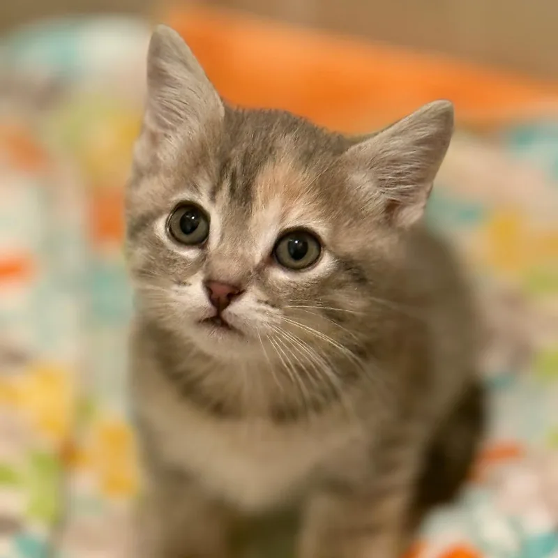 A baby small-sized female Torbie Domestic Medium Hair cat named Thyme for adoption in Sunnyvale, CA