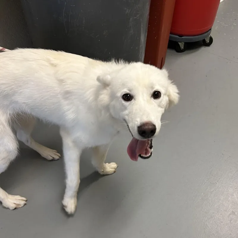 A young medium-sized female White / Cream Mixed Breed dog named Bunny for adoption in Asheville, NC