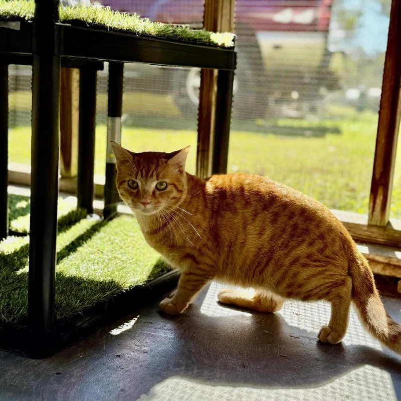 An adult small-sized male Orange / Red Domestic Short Hair cat named Moe for adoption in Talbott, TN