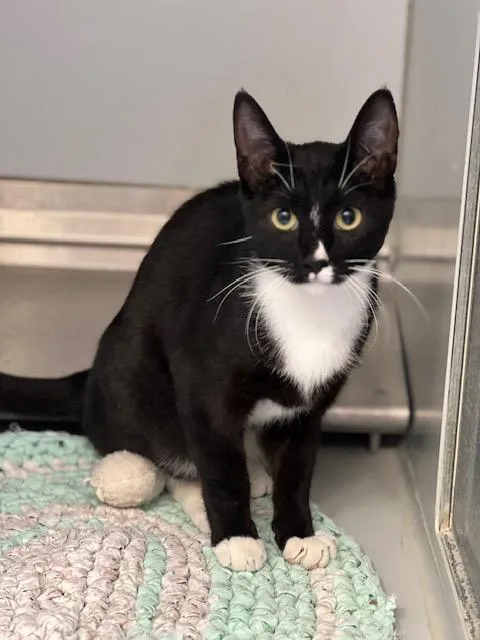 An adult medium-sized female Domestic Short Hair cat named Zara for adoption in Elko, NV