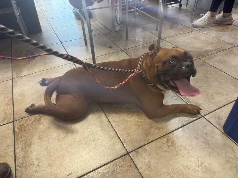 An adult large-sized male Brown / Chocolate Mixed Breed dog named Bubs for adoption in Cincinnati, OH