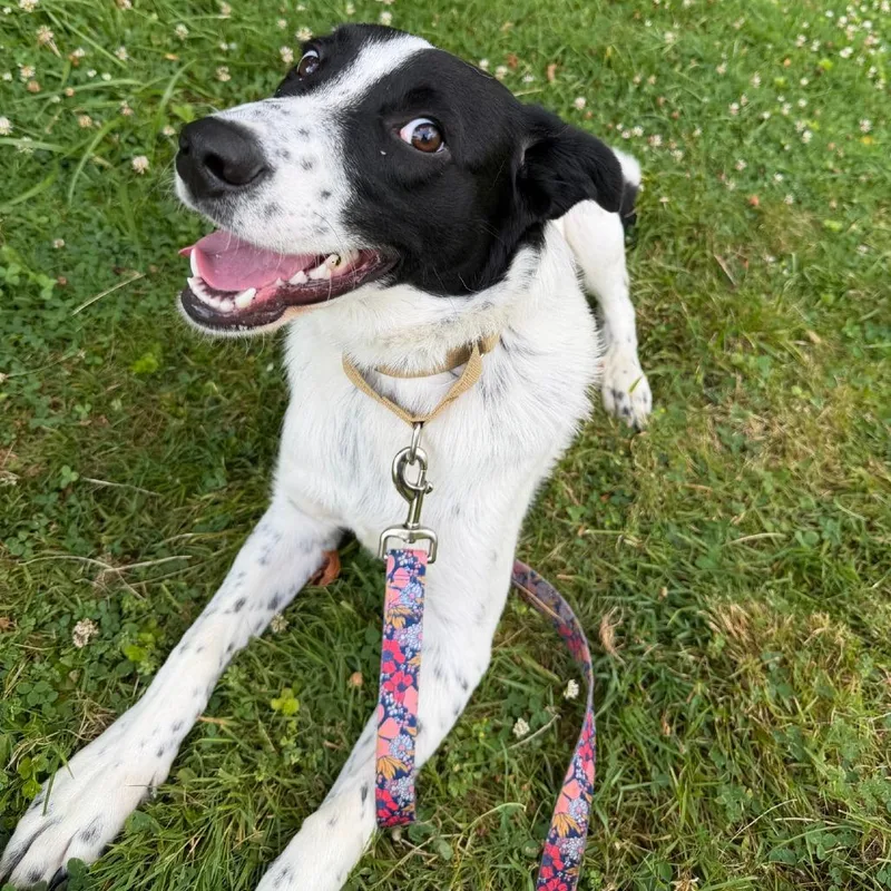 A young medium-sized male Great Pyrenees dog named Rowan for adoption in Columbia Station, OH