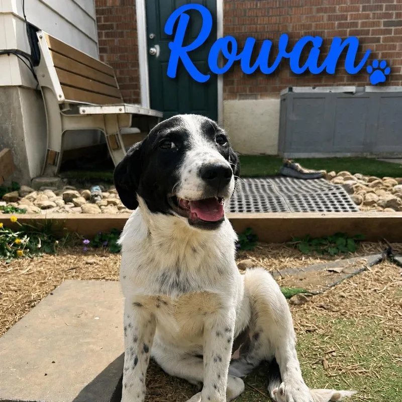 Rowan thumbnail 3