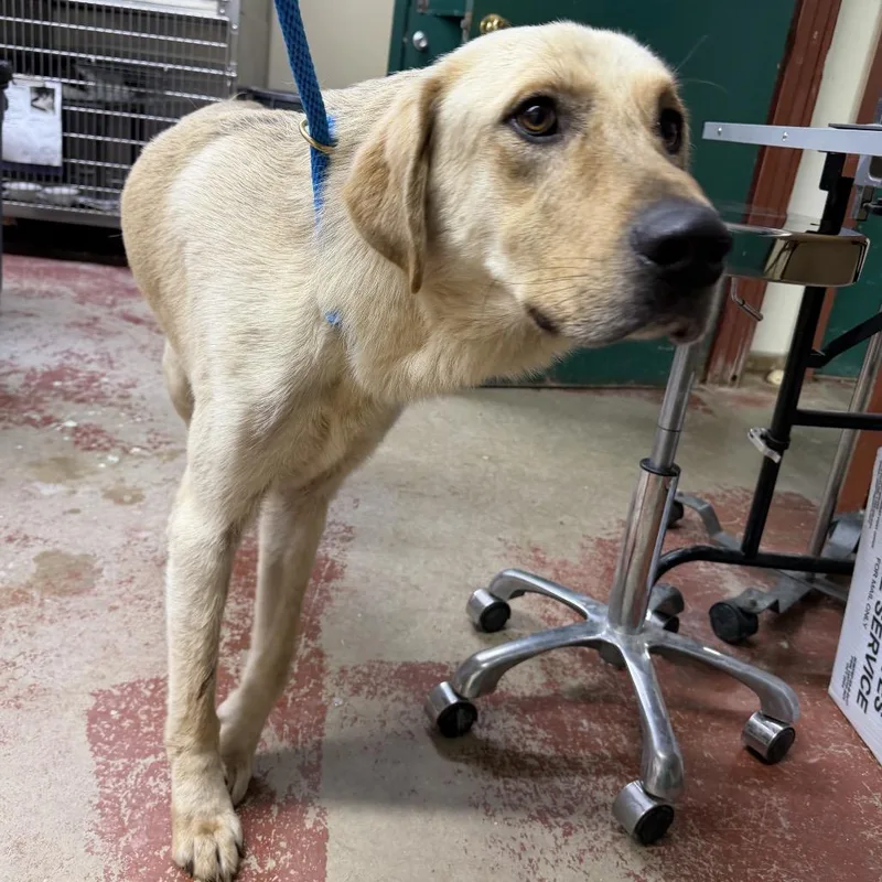 An adult large-sized male Yellow / Tan / Blond / Fawn Mixed Breed dog named Theo for adoption in Pauls Valley, OK