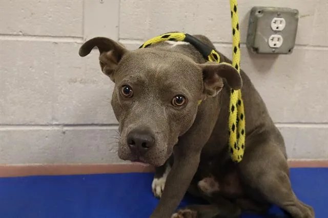 An adult medium-sized male Mixed Breed dog named Blue for adoption in Columbia, SC