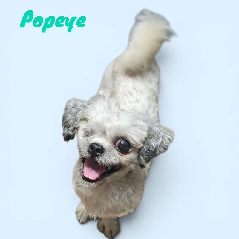 Popeye thumbnail 3