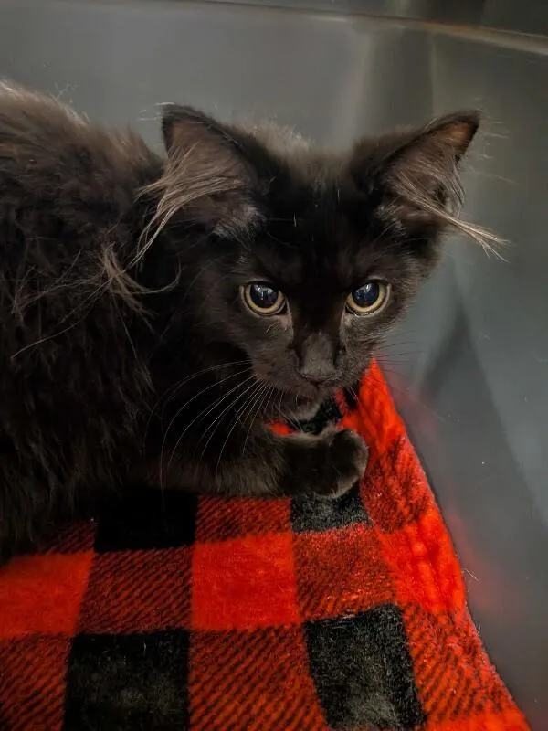 A young small-sized female Black Domestic Long Hair cat named Winnie for adoption in Cincinnati, OH