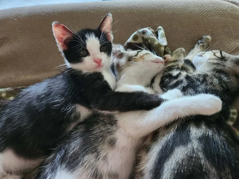 Bbq thumbnail 5