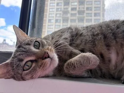 A young medium-sized female Tabby (Gray / Blue / Silver) Domestic Short Hair cat named Emmy for adoption in New York, NY