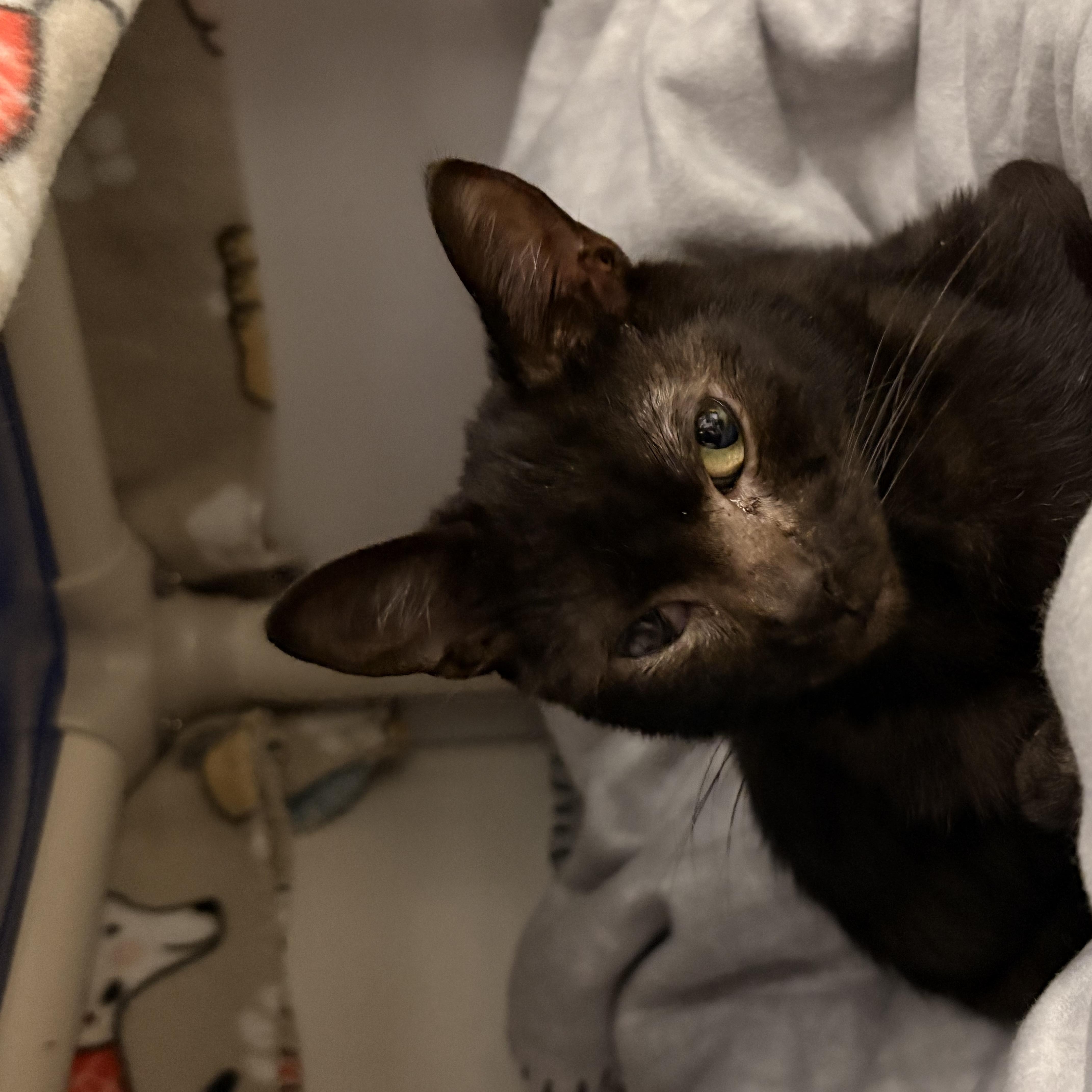 An adult small-sized male Black Domestic Short Hair cat named Ash for adoption in White Oak, PA