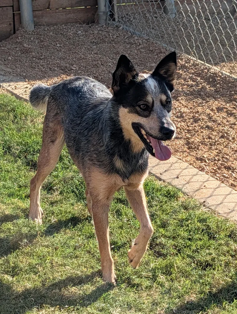 An adult medium-sized male Australian Cattle Dog / Blue Heeler named Apollo A for adoption in Plano, TX