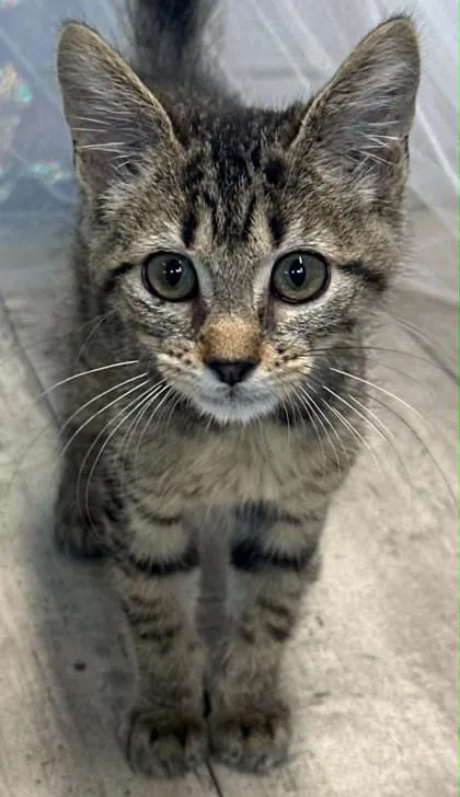 An adult small-sized male Domestic Short Hair cat named Twinkle Toes for adoption in Shreveport, LA