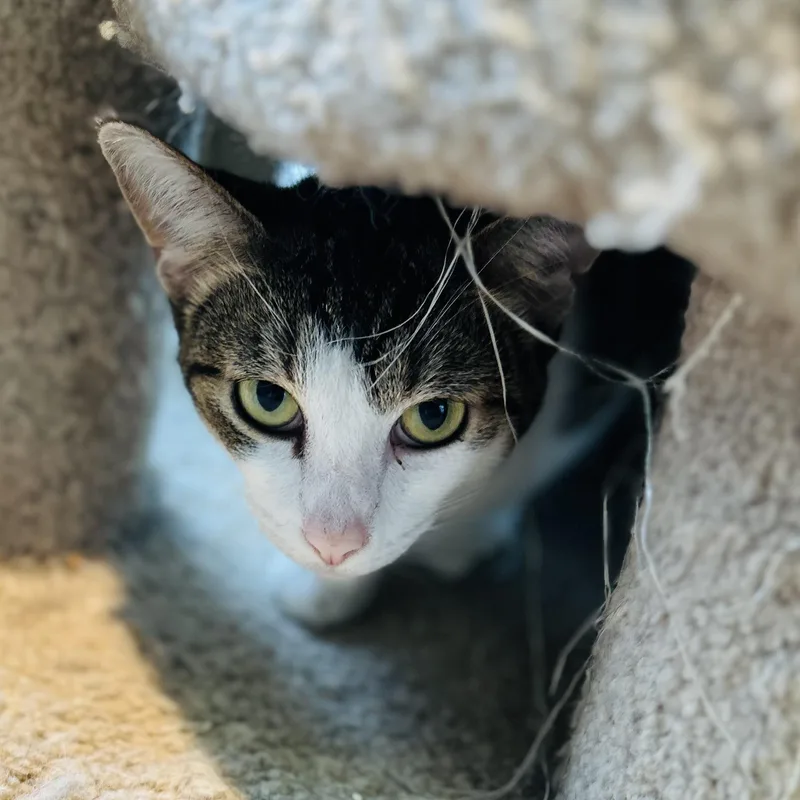A young medium-sized female Tabby (Buff / Tan / Fawn) American Shorthair cat named Paula for adoption in Seguin, TX