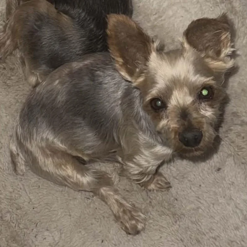An adult small-sized male Sable Yorkshire Terrier dog named George for adoption in Marana, AZ