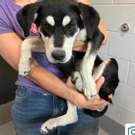 A baby small-sized female Black Mixed Breed dog named Clarity for adoption in Aldie, VA