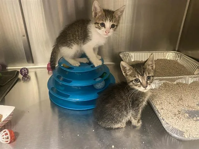 A baby small-sized male Domestic Short Hair cat named Simon for adoption in Tustin, CA