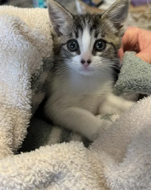 A baby medium-sized female Tabby (Tiger Striped) Domestic Short Hair cat named Roe for adoption in Santa Cruz, CA