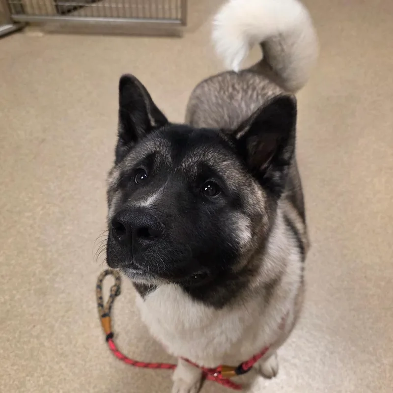 A young large-sized male Black Akita dog named Captain America for adoption in Bristol, IN