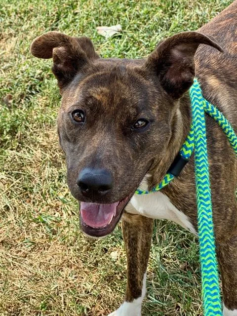 An adult large-sized female Terrier dog named Cleo for adoption in Olivette, MO