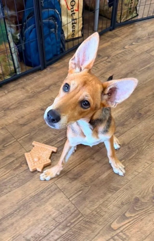 A baby large-sized female Terrier dog named Angel for adoption in Troy, AL